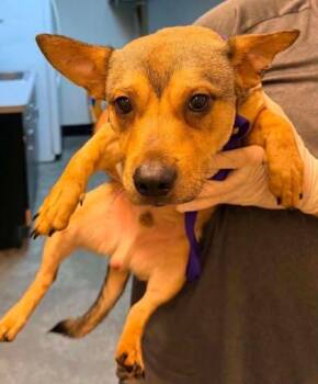 Sander -  Chihuahua and Mixed Breed Dog for Adoption in Bowling Green, Kentucky - Sander | PetCurious