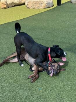 Rottweiler Dogs Available for Adoption - Lennic | PetCurious