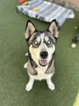 Siberian Husky Dogs Available for Adoption in Chula Vista, California - KIKI | PetCurious