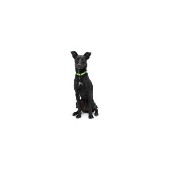 Princess -  Mixed Breed Dog for Adoption in Los Angeles, California - Princess | PetCurious