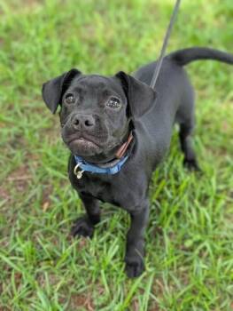 Toby -  Mixed Breed Dog Available for Adoption in Aiken, South Carolina - Toby | PetCurious