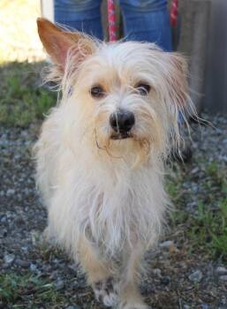 Julius -  Terrier and Mixed Breed Dog for Adoption in Vacaville, California - Julius | PetCurious