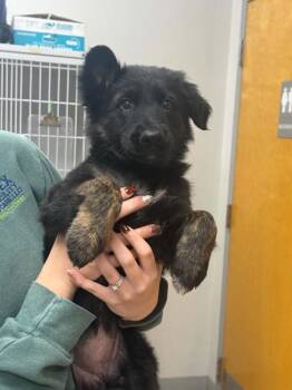 Karen -  Shepherd Dog for Adoption in Sorrento, Louisiana - Karen | PetCurious
