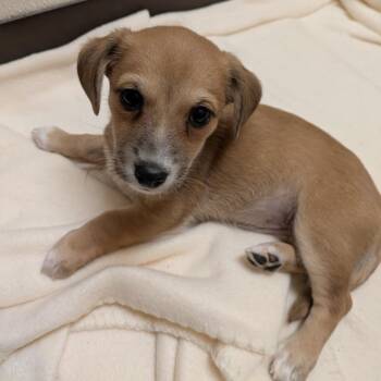 Begonia -  Mixed Breed Dog for Adoption in Fulton, Texas - Begonia | PetCurious