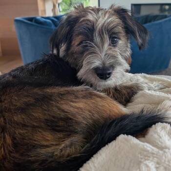 Cinnamon -  Mixed Breed Dog for Adoption in Madison, Wisconsin - Cinnamon | PetCurious