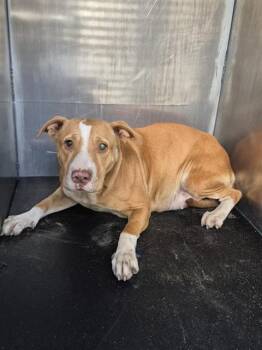 CHERRIE MACBETH -  American Staffordshire Terrier Dog for Adoption in San Antonio, Texas - CHERRIE MACBETH | PetCurious