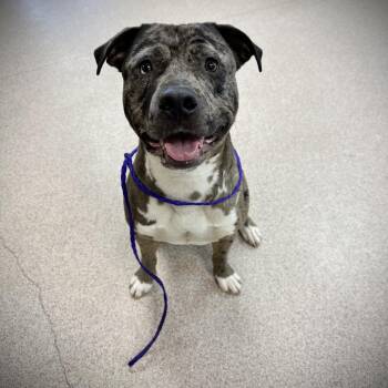 King -  Pit Bull Terrier and Catahoula Leopard Dog Dog for Adoption in Ardmore, Oklahoma - King | PetCurious