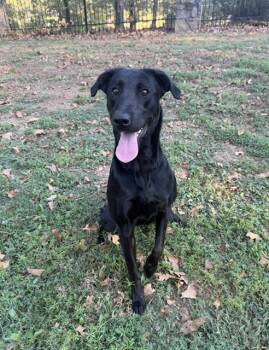 Millie -  Black Labrador Retriever Dog for Adoption in Corsicana, Texas - Millie | PetCurious