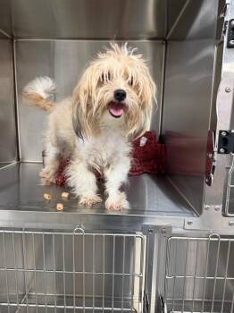 Maltese Dogs Available for Adoption - Benji | PetCurious