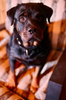 Roxy -  Rottweiler Dog for Adoption in Duluth, Minnesota - Roxy | PetCurious