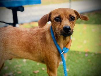 OSO -  Chihuahua and Mixed Breed Dog for Adoption in Orlando, Florida - OSO | PetCurious