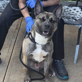 ARIES -  Belgian Shepherd Malinois and Akita Dog for Adoption - ARIES | PetCurious
