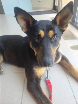 Rescue Shepherd Dogs for Adoption in Sioux City, Iowa - Ella | PetCurious