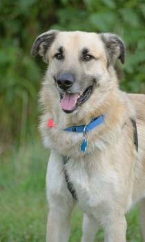 Rescue Anatolian Shepherd Dogs for Adoption in Gretna, Nebraska - Ollie | PetCurious