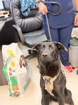 Tortilla -  German Shepherd Dog and Labrador Retriever Dog for Adoption in Mobile, Alabama - Tortilla | PetCurious
