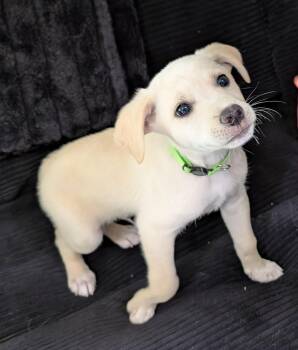 Chihuahua Dogs Available for Adoption in Albuquerque, New Mexico - Marshmallow - PUPPY | PetCurious