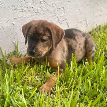 Ranger Freedom -  Australian Shepherd Dog for Adoption in Fort Lauderdale, Florida - Ranger Freedom | PetCurious