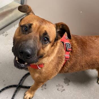 Gucci -  German Shepherd Dog and Hound Dog for Adoption in Murray, Utah - Gucci | PetCurious