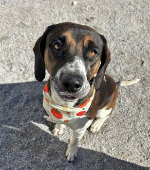 Rescue Hound Dogs for Adoption in Morristown, Tennessee - Squash | PetCurious