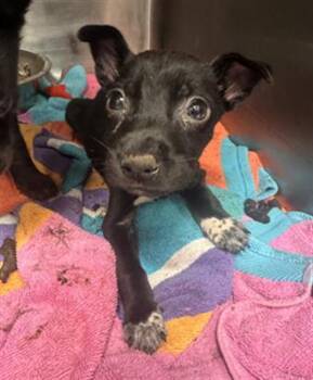 Labrador Retriever and Mixed Breed Dogs Available for Adoption - TUCKER | PetCurious