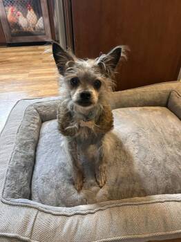 Terrier Dogs Available for Adoption in Rathdrum, Idaho - Vinnie | PetCurious
