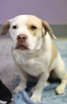 Wenzday in NH. Come Meet our Adoptable Dogs Wednesday-Saturday.  -  Bulldog Dog for Adoption in Manchester, New Hampshire - Wenzday In NH. Come Meet Our Adoptable Dogs Wednesday-Saturday.  | PetCurious