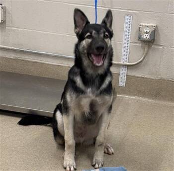 HUGHIE -  German Shepherd Dog and Siberian Husky Dog Available for Adoption in Grand Prairie, Texas - HUGHIE | PetCurious