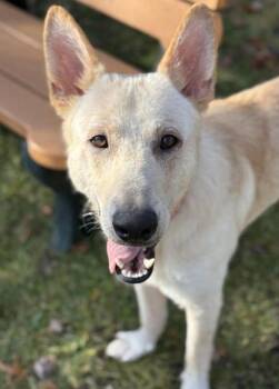Rescue German Shepherd Dog and Mixed Breed Dogs for Adoption in Harbor Springs, Michigan - Prometheus | PetCurious