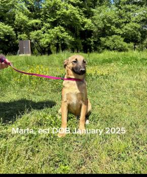 Marta -  German Shepherd Dog and Terrier Dog for Adoption in Shrewsbury, Massachusetts - Marta | PetCurious