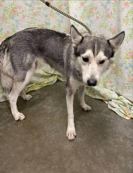 MAGGIE MY -  Husky and Mixed Breed Dog for Adoption in Rosenberg, Texas - MAGGIE MY | PetCurious