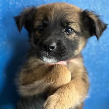 WIPPIN -  Shepherd and Mixed Breed Dog for Adoption in Richmond, California - WIPPIN | PetCurious
