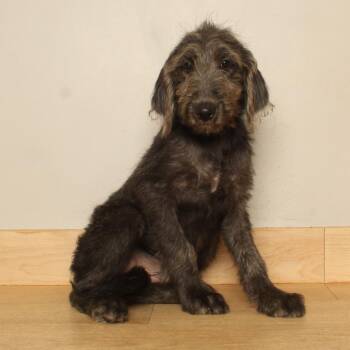 Enya D71168 -  Black Labrador Retriever and Poodle Dog for Adoption in Minnetonka, Minnesota - Enya D71168 | PetCurious