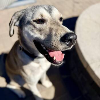 Carlisle -  Shepherd Dog for Adoption in Racine, Wisconsin - Carlisle | PetCurious