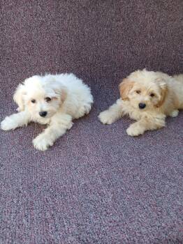 Maltipoos -  Maltipoo Dog for Sale in Caldwell, Texas - Maltipoos | PetCurious