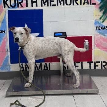 Stripes -  Mixed Breed Dog for Adoption in Lufkin, Texas - Stripes | PetCurious