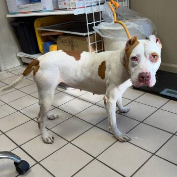 TUSC-Stray-85928 -  Pit Bull Terrier and Mixed Breed Dog for Adoption in Tuscaloosa, Alabama - TUSC-Stray-85928 | PetCurious