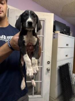 Nash -  Mixed Breed Dog for Adoption in West Chester, Pennsylvania - Nash | PetCurious