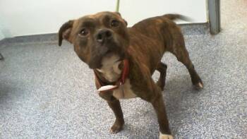 A1266047 -  Pit Bull Terrier Dog for Adoption in Charlotte, North Carolina - A1266047 | PetCurious
