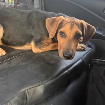 JJ -  Terrier and Mixed Breed Dog for Adoption in Sunrise, Florida - JJ | PetCurious