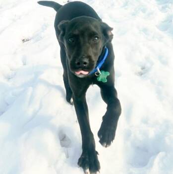 Labrador Retriever and Jack Russell Terrier Dogs Available for Adoption - Dawson | PetCurious