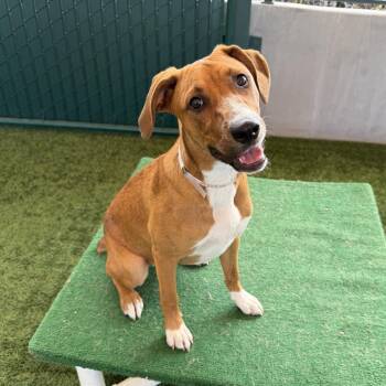 Cindy -  Pit Bull Terrier Dog for Adoption in Pasadena, California - Cindy | PetCurious