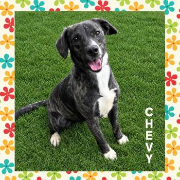 Chevy -  Labrador Retriever Dog for Adoption in Mokena, Illinois - Chevy | PetCurious