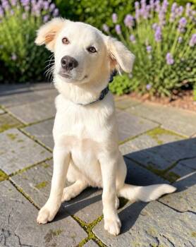 Cowboy -  Great Pyrenees Dog for Adoption in Longview, Texas - Cowboy | PetCurious