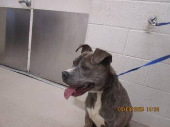 Pit Bull Terrier Dogs Available for Adoption in Marietta, Georgia - Pluto (848) | PetCurious