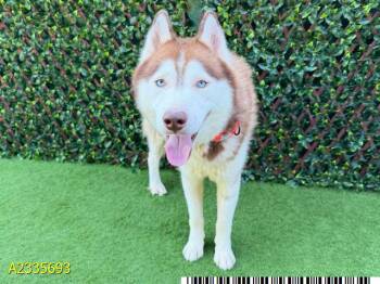 KENAI -  Mixed Breed Dog for Adoption in West Palm Beach, Florida - KENAI | PetCurious
