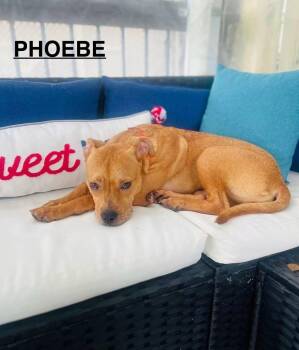 Phoebe -  Mixed Breed Dog for Adoption in Flint, Michigan - Phoebe | PetCurious