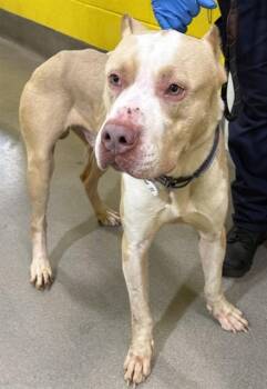 COVE -  Pit Bull Terrier Dog for Adoption - COVE | PetCurious