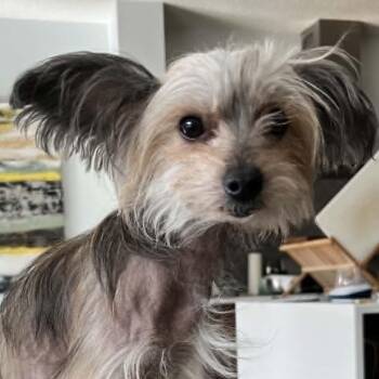 Gina -  Chinese Crested Dog Dog Available for Adoption in Calgary, Alberta - Gina | PetCurious
