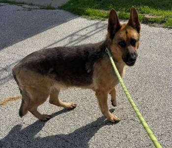 GSD -  German Shepherd Dog Dog for Adoption in Winchester, Indiana - GSD | PetCurious