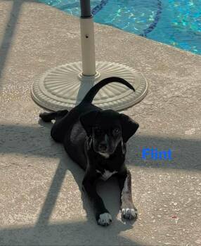 Flint -  Black Mouth Cur and Hound Dog for Adoption in Lakeland, Florida - Flint | PetCurious